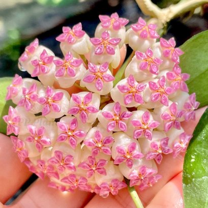Hoya 'Patcharawalai 023'/ 'Icensis 023'