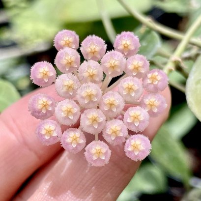 Hoya rebecca