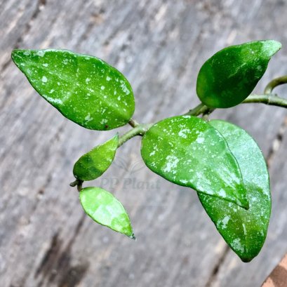 lacunosa "Durian Parengin waterfall,Langkawi" (EPC-523)