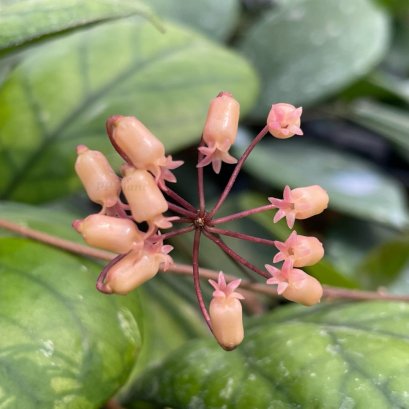 Hoya insularis