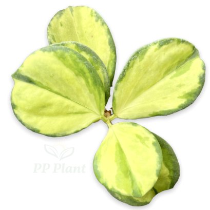 Hoya subquintuplinervis /pachyclada ‘Variegated’