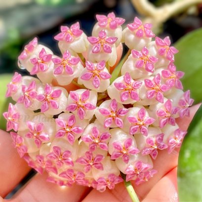 Hoya &#039;Patcharawalai 023&#039;/ &#039;Icensis 023&#039;