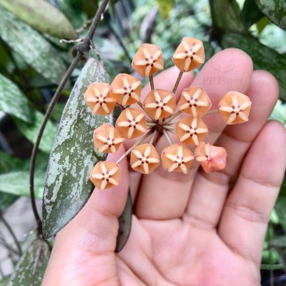 Hoya sigillatis