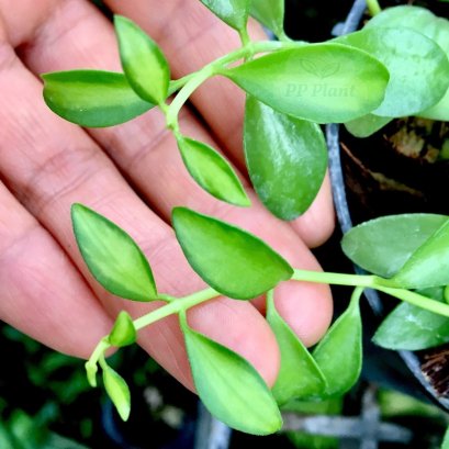 Dischidia iontha (Yellow variegated)