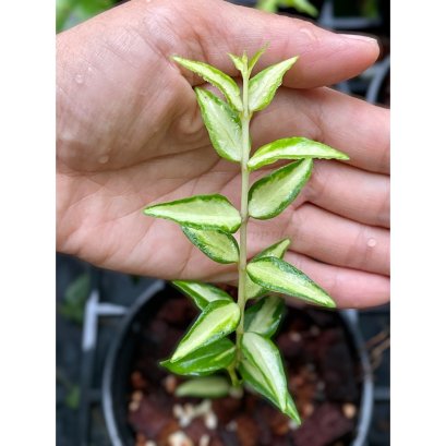 Hoya bella variegated
