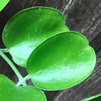 Dischidia tonsuensis