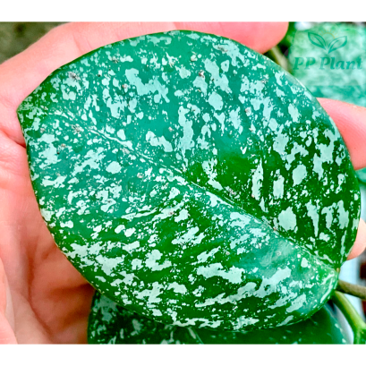 Hoya carnosa &#039;Freckles splash&#039;