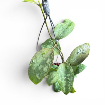 Hoya 'AH-Aurora' (Silver)