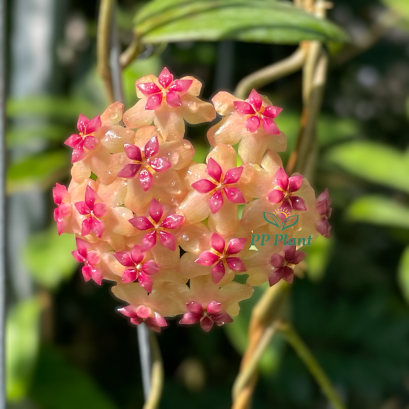 Hoya sp. surigao del sur
