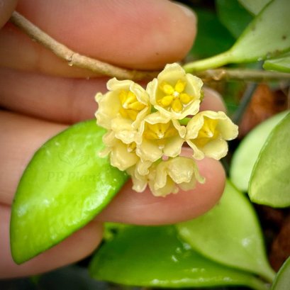 Hoya Noona NN. 031701 (Yellow flowers)