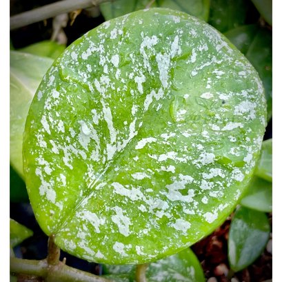 Hoya obovata 'Splash leaves'