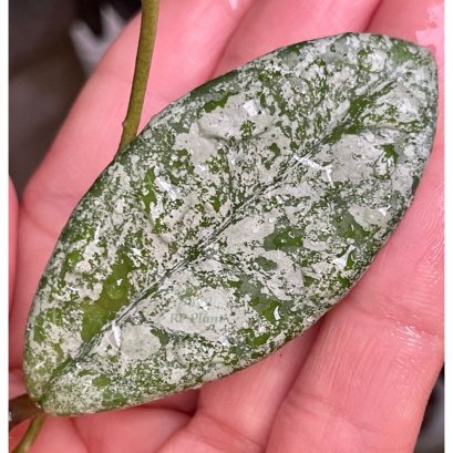 Hoya carnosa 'wilbur graves' (Splash leaves)