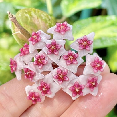 Hoya obovata (Variegated and splash leaves)
