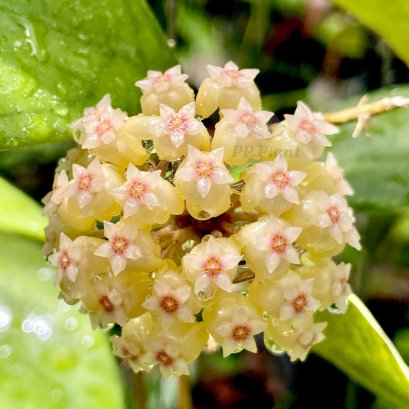 Hoya 'EPC-1017' (Hoya vitellinoides x Hoya finlaysonii)