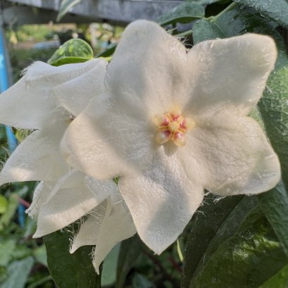 Hoya paradisea
