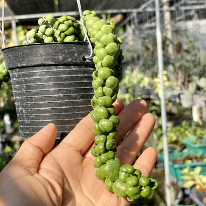 Dischidia "Dragon Jade"