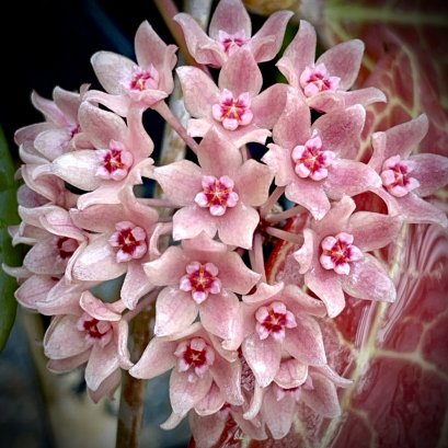 Hoya sp. IV From WMZ