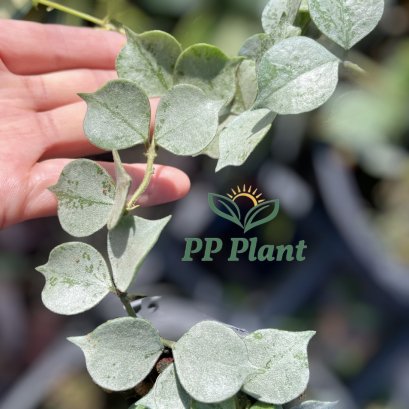 Hoya curtisii 'silver'