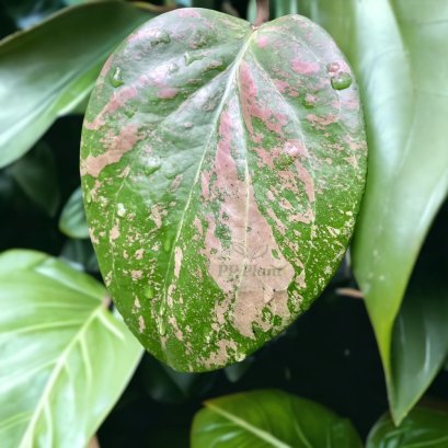 Hoya balaensis 'splash'