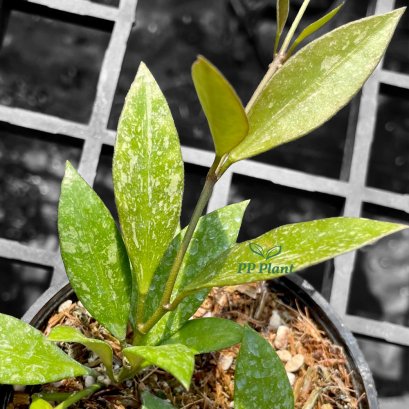 Hoya rosita (From seed) Splash leaves