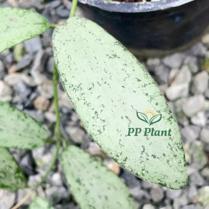 Hoya sigillatis "silver"