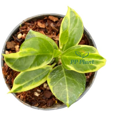 Hoya obscura &quot;albomarginata&quot;