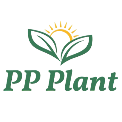 Hoya erythrostemma 'silver'