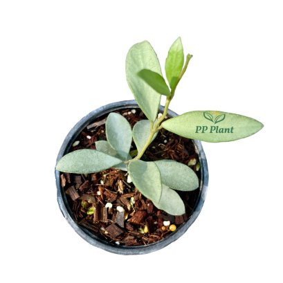 Hoya nummularioides (silver)