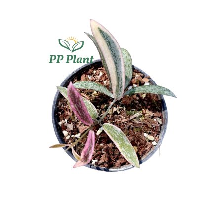 ppplant - ppplant