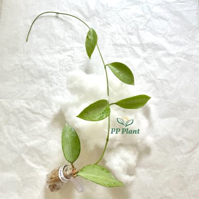 Hoya pottsii (from seed) Silver leaves