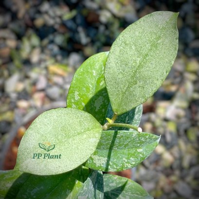 Hoya crassipetiolata x Michele (Full Splash leaves)