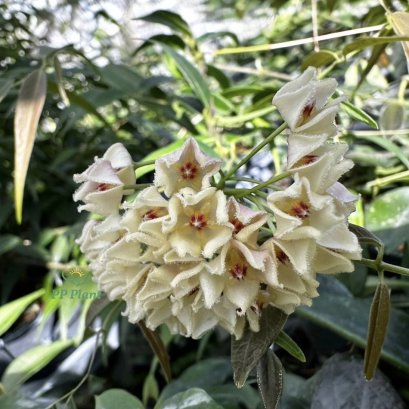 Hoya leucantha