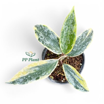 Hoya &quot;Rangsan&quot; albomarginata