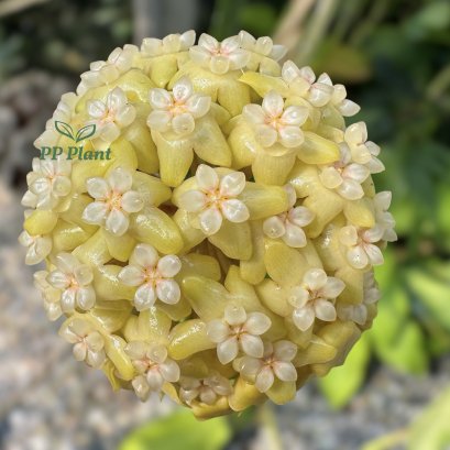 Hoya &quot;Surisa&quot;