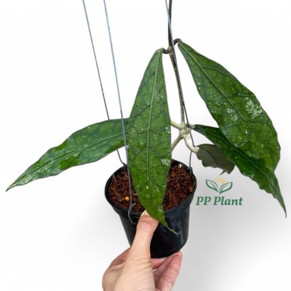 Hoya clemensiorum (Long leaves)
