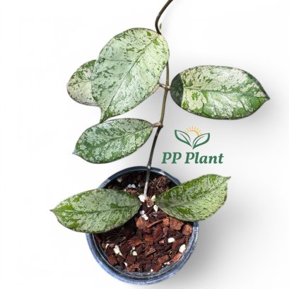 Hoya 'Gunung Gading' Splash leaves