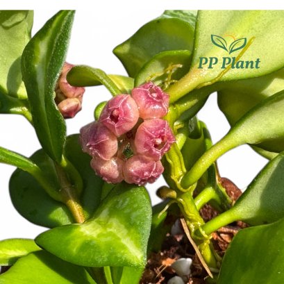 Hoya heuschkeliana 'New Moon' (New variegated)