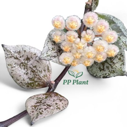 Hoya krohniana (Black and splash leaves)