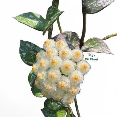 Hoya laconosa "Snow caps"