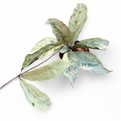 Hoya sp. Buntok (Hoya mitrata) 