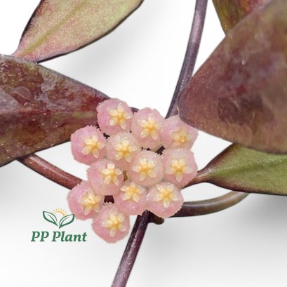 Hoya laconosa "Ruby Sue"