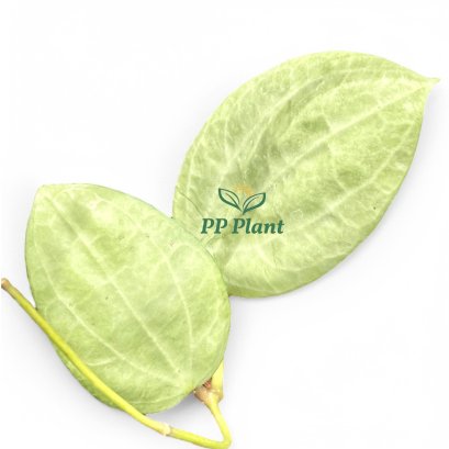 Hoya latifolia (Silver leaves)