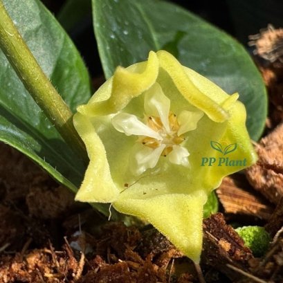 Hoya linavergarae (Yellow flowers)
