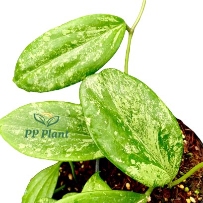 Hoya merrillii (Big and Splash leaves)