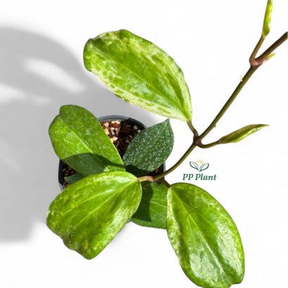 Hoya 