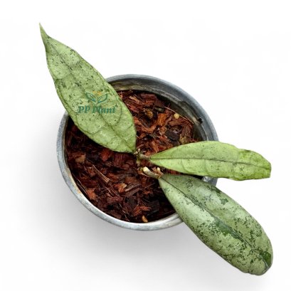 Hoya finlaysonii 