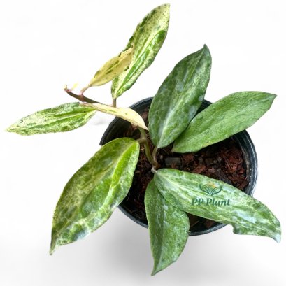 Hoya "Crocodile"