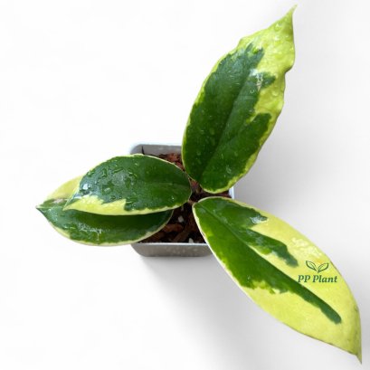 Hoya illagiorum albomarginata