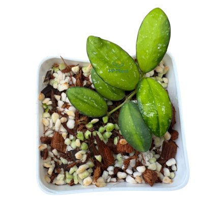Hoya 