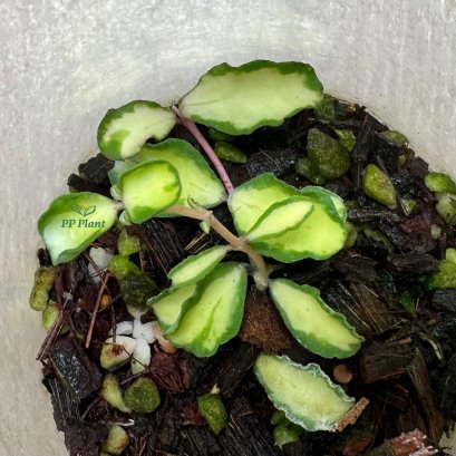 Hoya kanyakumariana  (Variegated)